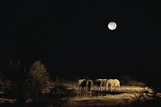 非洲象,牧群,水潭,夜晚,满月,埃托沙国家公园,纳米比亚