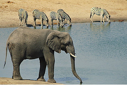非洲,公象