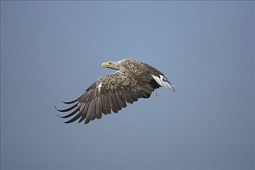 白尾鹰,白尾海雕,飞,德国