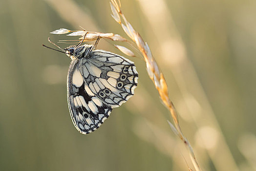 白蝴蝶,草叶,黑森州,德国,欧洲