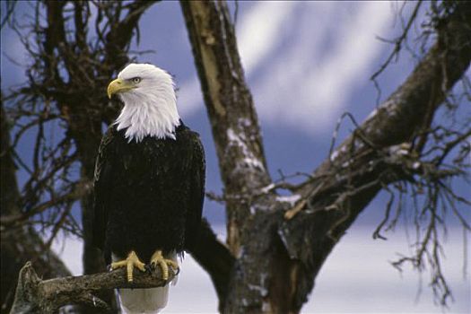 白头鹰,阿拉斯加,美国