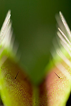 捕蝇草,展示,毛发,两个,植物,关闭,北卡罗来纳