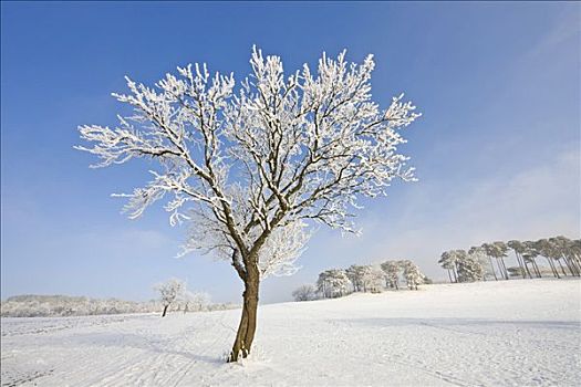 霜冻,果树,下奥地利州,奥地利,欧洲