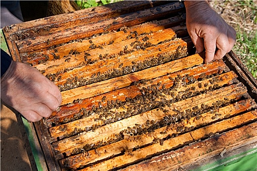 养蜂人,检查,蜂巢,健康,蜜蜂,生物群