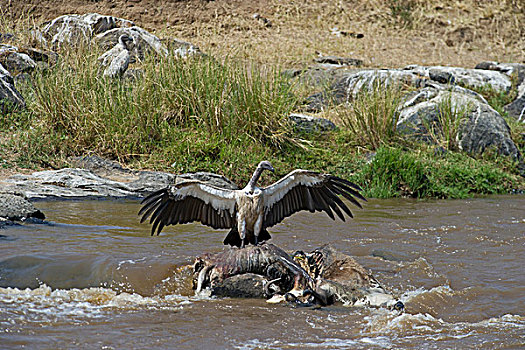 白背秃鹫,畜体,马拉河,马赛马拉,肯尼亚,非洲