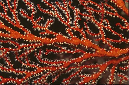 珊瑚虫,红色,柳珊瑚虫