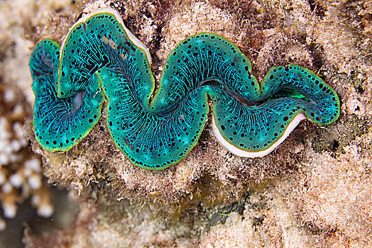 大堡礁,昆士兰,澳大利亚,大洋洲