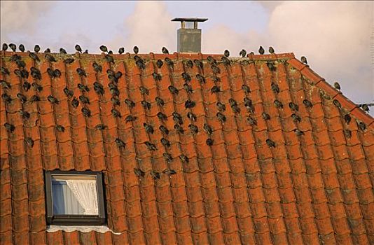 常见八哥,紫翅椋鸟,成群,砖瓦,屋顶,欧洲