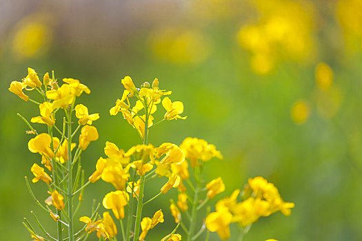 陕西长安油菜花