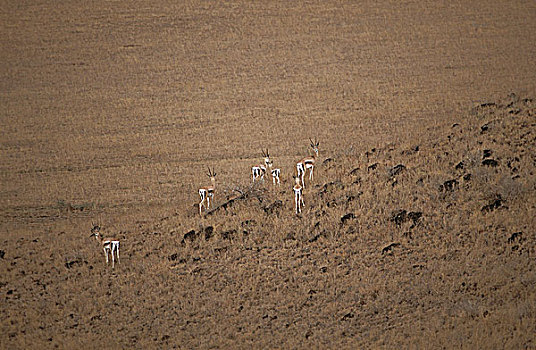 肯尼亚,汤氏瞪羚,大草原
