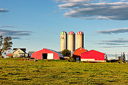 乳牛场,特鲁罗,新斯科舍省,加拿大