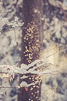 树林,冬天,雪,闪光