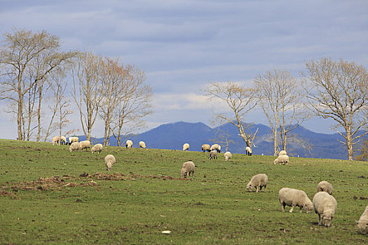 羊群,牧场