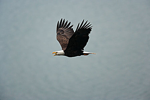 白头鹰,飞,空中,卡特麦国家公园,阿拉斯加,美国