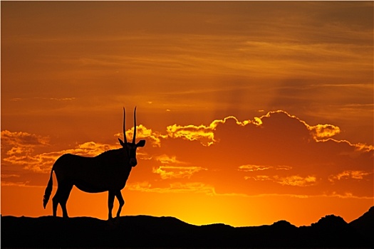 南非大羚羊,剪影