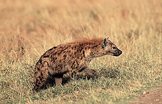 斑鬣狗,成年,走,热带草原