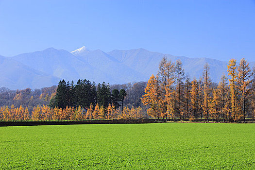 麦田