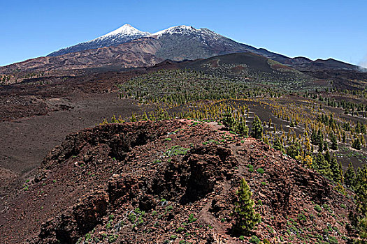 火山地貌,加那利群岛,松树,后面,雪冠,泰德峰,泰德国家公园,世界遗产,特内里费岛,西班牙,欧洲