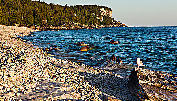 海岸线,乔治亚湾,原木,布鲁斯半岛国家公园,安大略省,加拿大