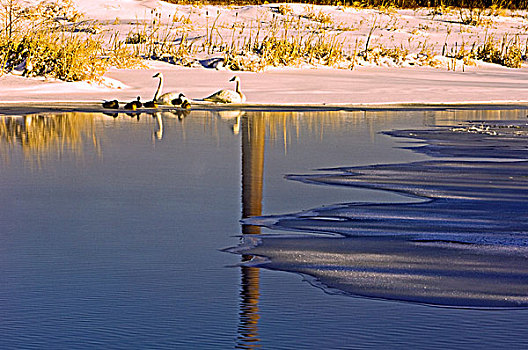 野天鹅,天鹅,野鸭,休息,反射,连通,溪流,萨德伯里,安大略省,加拿大