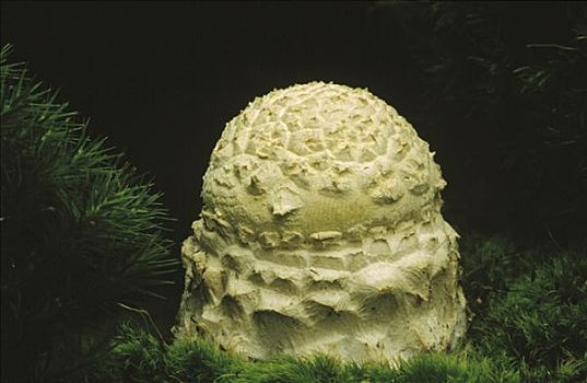 孤单,伞形毒菌,蘑菇,欧洲