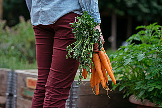 女人,菜园,拿着,胡萝卜