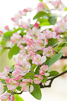 粉色,白色,山楂树,花,春天