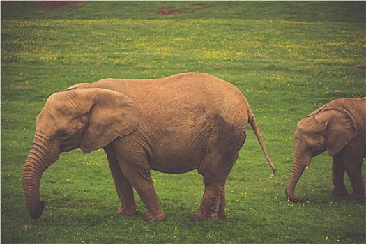 野生动物,大象,家族,旅游,非洲