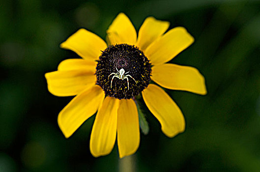 蟹蛛,棕眼苏珊花,花,苏必利尔湖,北方针叶林,北美