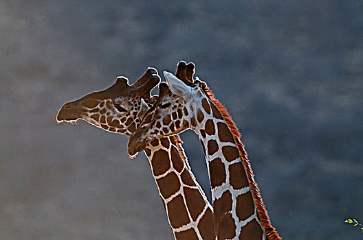 网纹长颈鹿,长颈鹿,肯尼亚,非洲