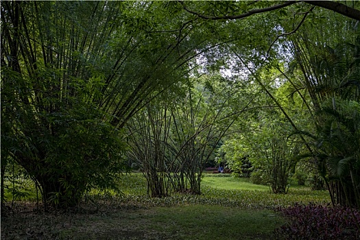 羊城广州夏天的天河公园阳光下曲径幽香