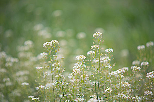 小草开花