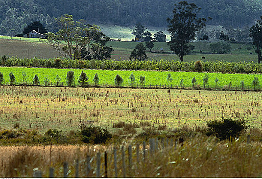 俯视,农田,靠近,塔斯马尼亚,澳大利亚
