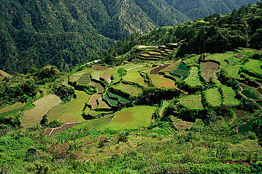 稻米梯田