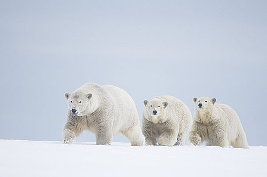 女性,北极熊,一对,幼兽,走,觅食,区域,北极圈,国家野生动植物保护区,阿拉斯加