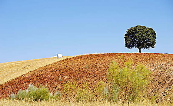 橡树,地点,葡萄牙