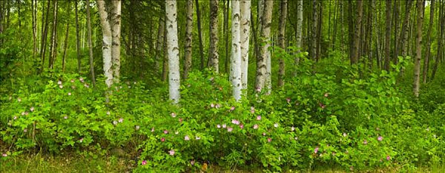 景色,桦树,树林,野外,玫瑰,开花,山谷,楚加奇州立公园,阿拉斯加