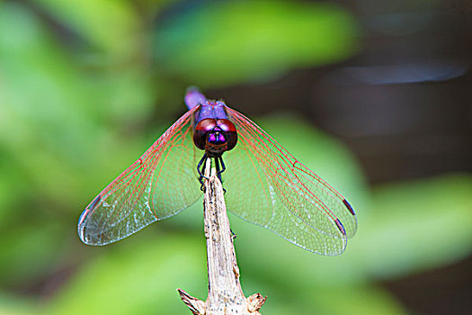 蜻蜓,马鲁安采特拉,马达加斯加,非洲