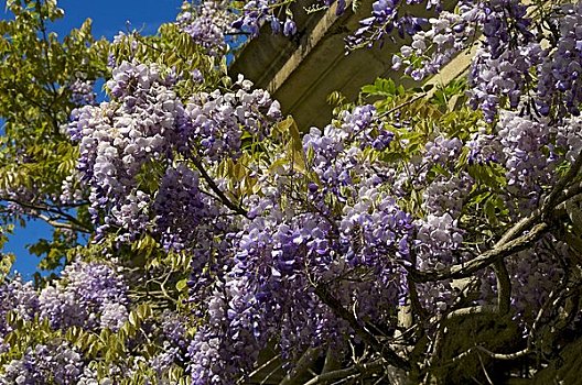 英格兰,北约克郡,紫藤,植物,攀登,墙壁