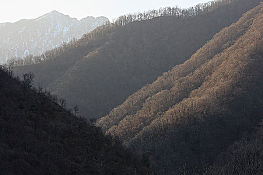 金色,猴子,秦岭