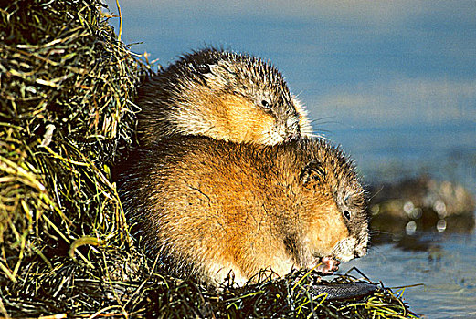麝鼠,簇拥,旁侧,冬天,住宿,草原,艾伯塔省,加拿大