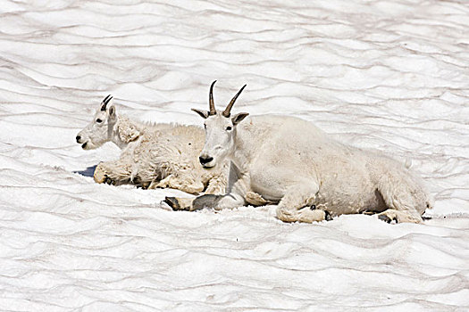 石山羊,雪羊,母亲,降温,冰川国家公园,蒙大拿