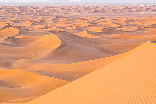 摩洛哥,撒哈拉,沙丘,宽,高度