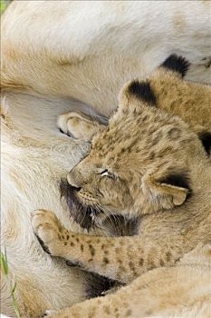 非洲狮,狮子,5-6岁,星期,老,幼兽,哺乳,脆弱,马赛马拉国家保护区,肯尼亚