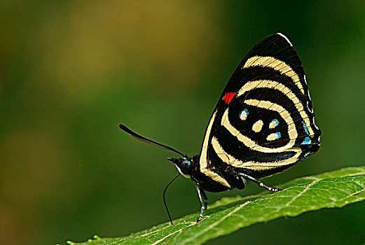 蛱蝶科,热带,蝴蝶,小,伊瓜苏国家公园,巴西,南美