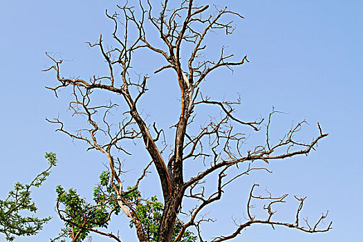 秃树,树林,国家公园,北阿坎德邦,印度
