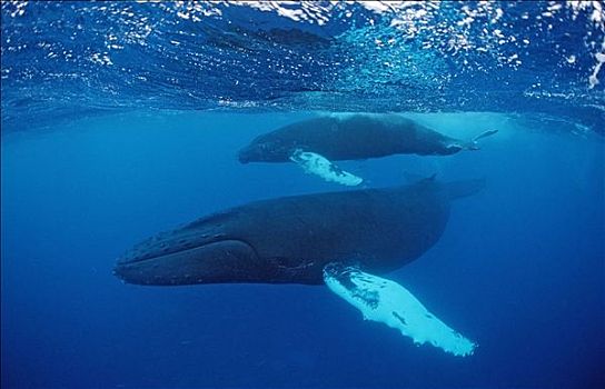 驼背鲸,大翅鲸属,鲸鱼,太平洋,塔希提岛,法属玻利尼西亚