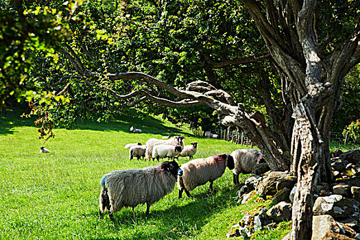 绵羊,放牧,靠近,安特里姆郡,海岸,爱尔兰