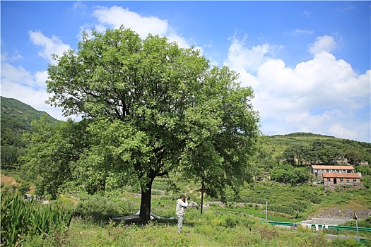 山东省日照市,三级古树名木矗立公路旁120余岁黄连木枝密叶繁