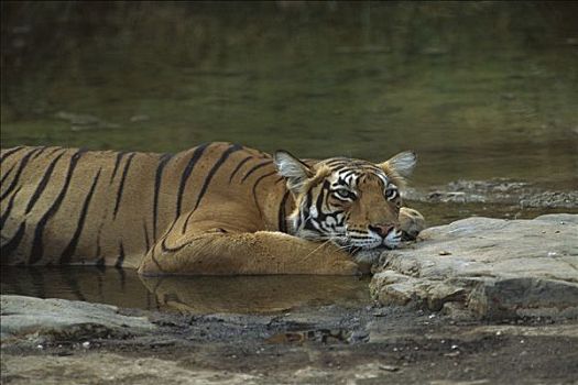 孟加拉虎,虎,母兽,降温,放入,浅水,伦滕波尔国家公园,印度